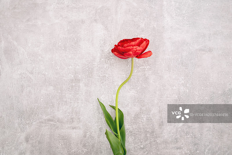 灰色桌子上的一朵重瓣郁金香图片素材