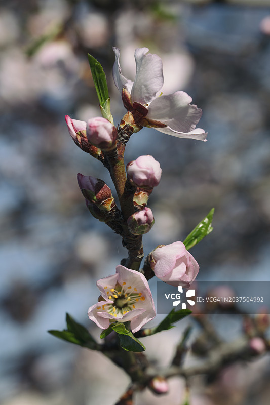 杏仁花图片素材
