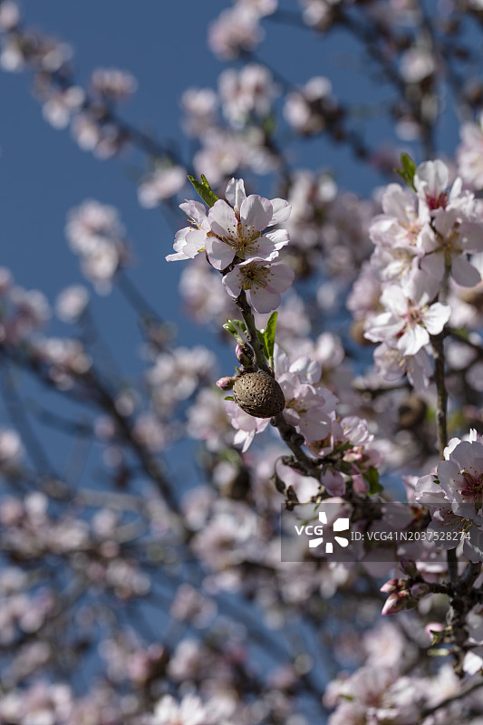 杏仁花图片素材