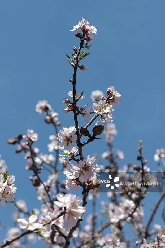 春天里的杏花图片素材