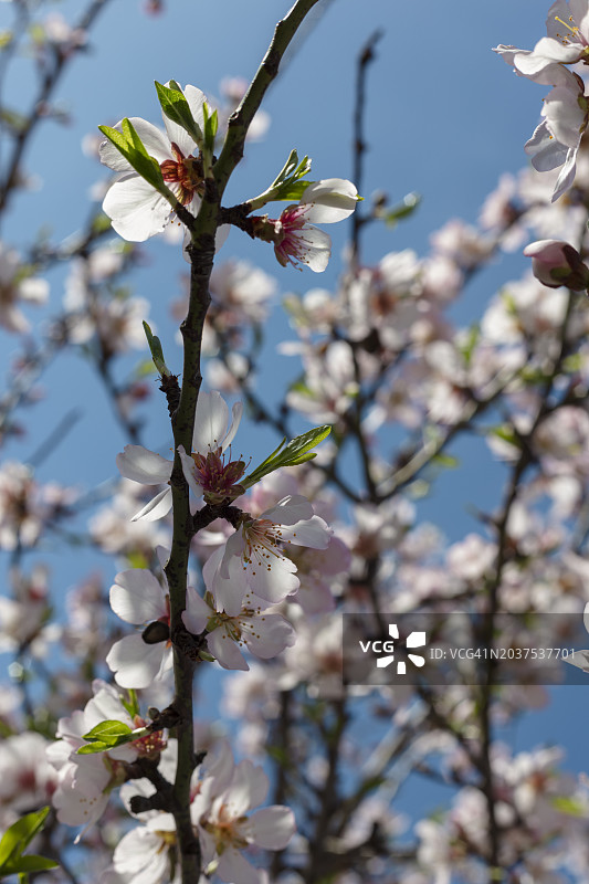 春天里的杏花图片素材