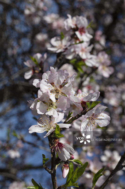 春天里的杏花图片素材