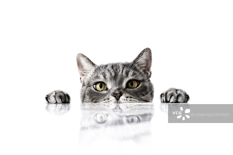 大眼睛的调皮猫从大理石桌子后面盯着目标图片素材