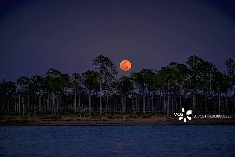 佛罗里达蓬塔戈尔达附近巴布科克野生动物管理区韦伯湖上的满月图片素材