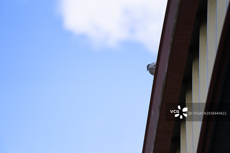 仰视：建筑物或房屋的屋顶，背景是晴朗的蓝天图片素材