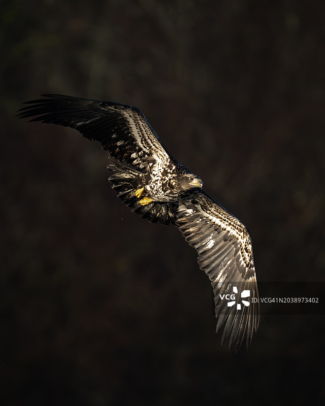飞行中的幼年秃鹰图片素材