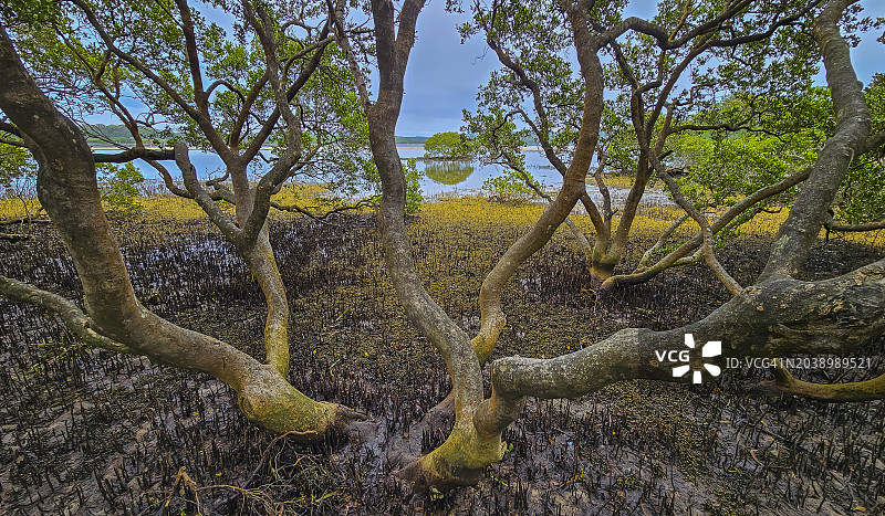 澳大利亚新南威尔士州梅里布拉红树林和傍晚光线下的退潮图片素材
