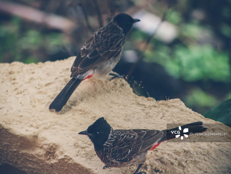 鸟类栖息在岩石上特写图片素材