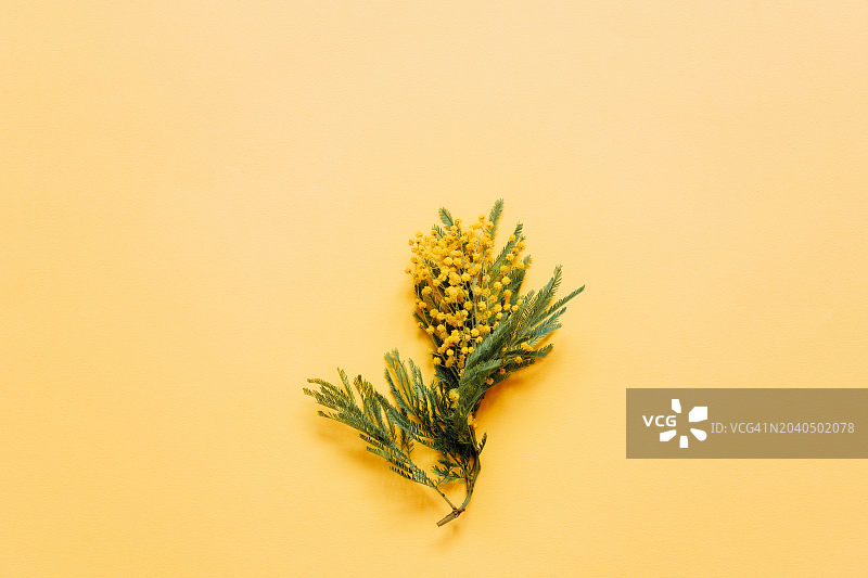 黄色背景上的植物特写图片素材
