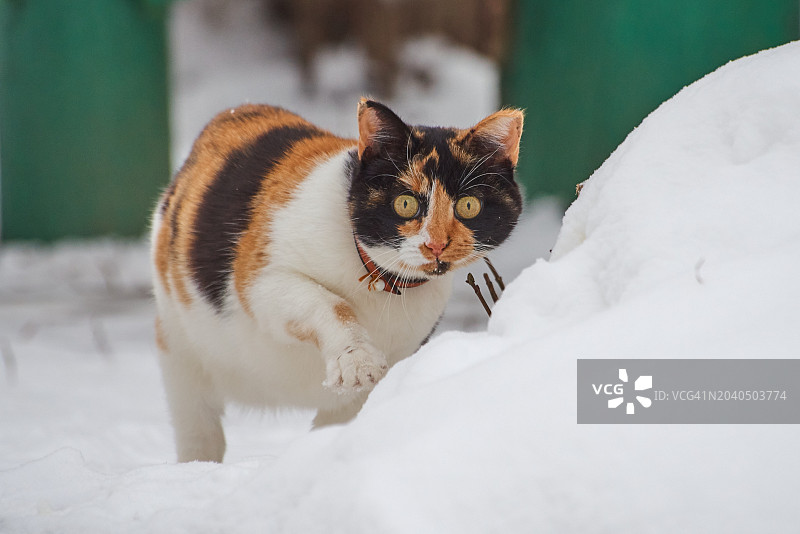 雪地猫咪特写图片素材