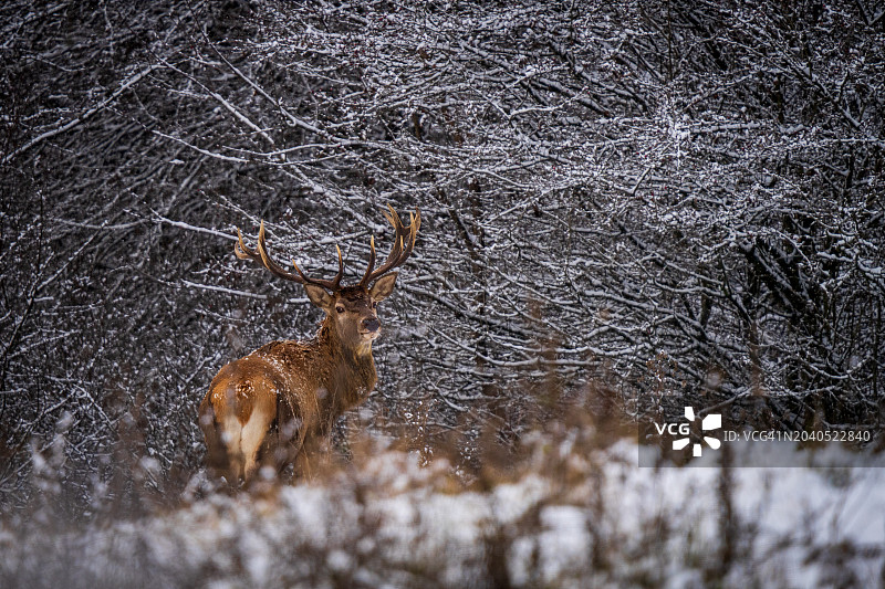 冬季斯洛伐克森林中站立的鹿的侧视图图片素材