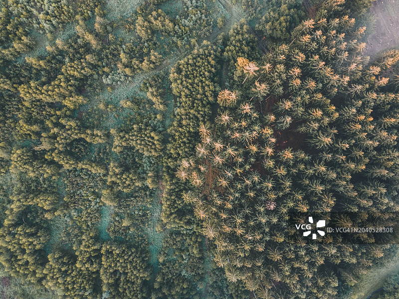 森林中的树木全景图片素材