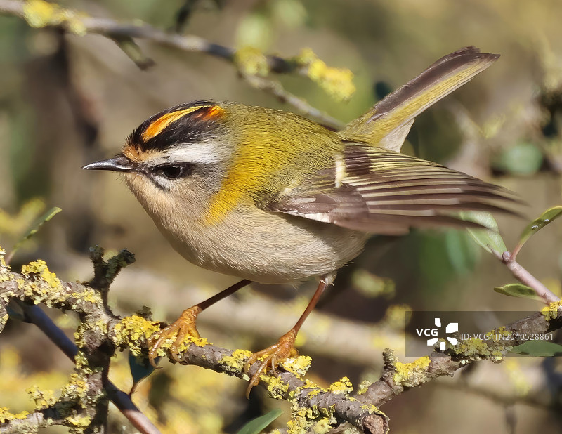 栖息在树枝上的山雀特写图片素材