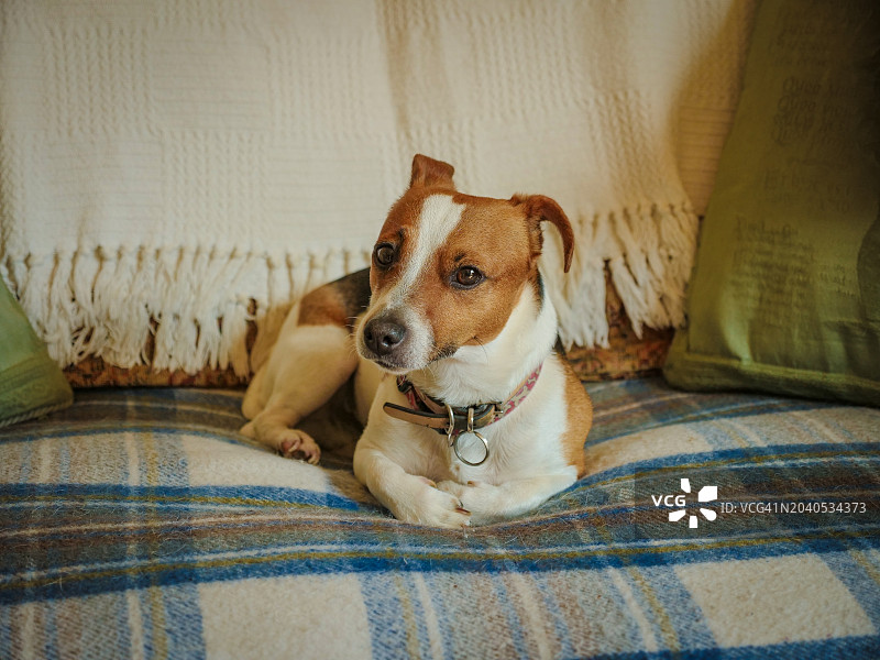 梗犬在家中床上放松的特写图片素材