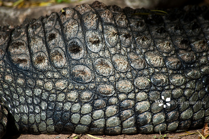 鳄鱼皮（肯尼亚）图片素材