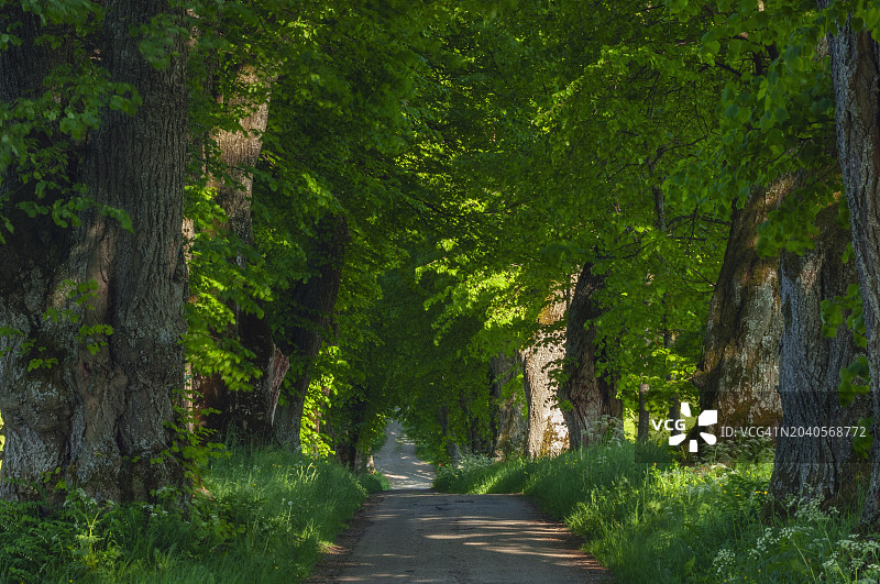 巴伐利亚的树木单行道或人行道图片素材