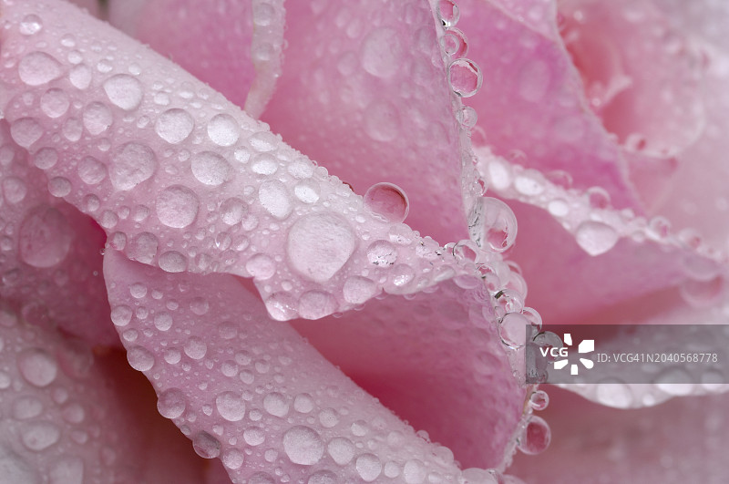 特写：德国巴伐利亚粉色玫瑰上的水滴图片素材