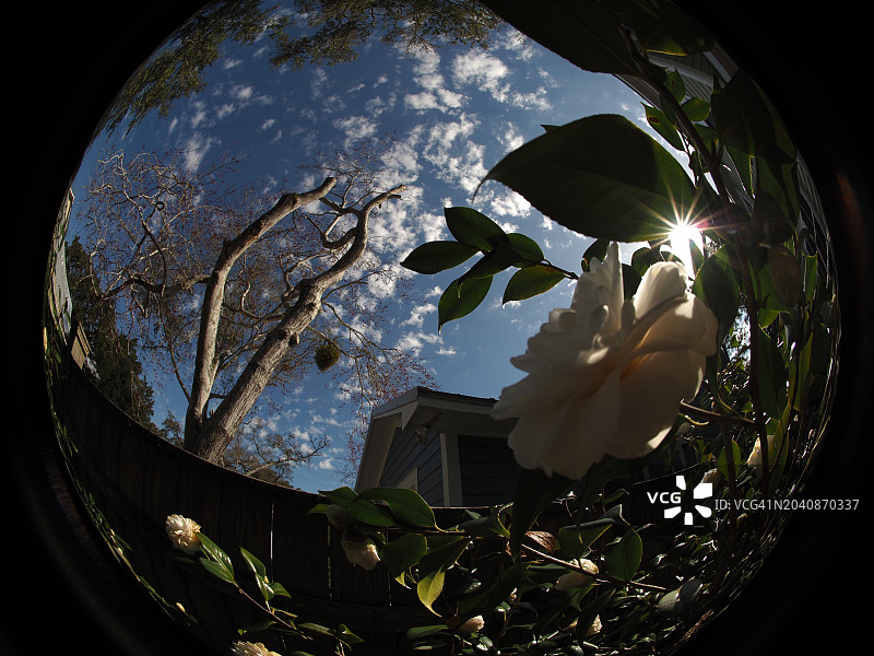 天空和山茶花的鱼眼视图图片素材