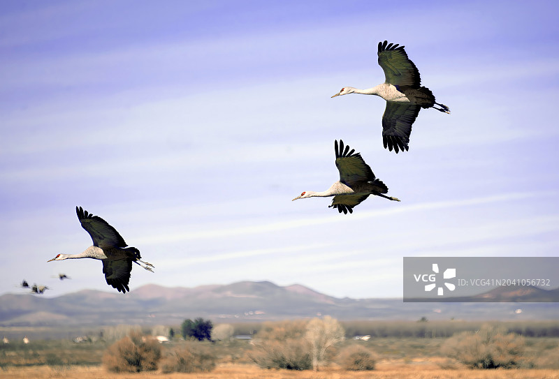 在亚利桑那州越冬的沙丘鹤图片素材