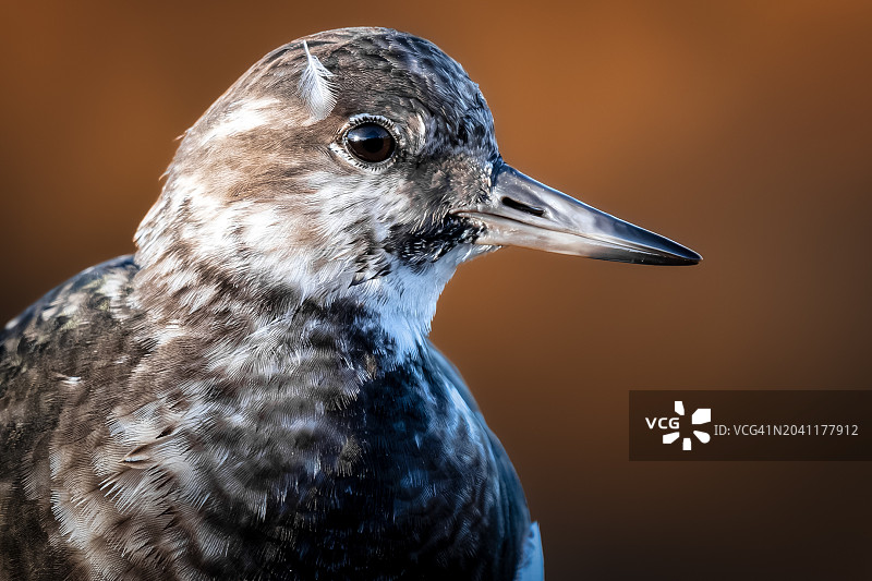 翻石鹬彩色背景涉禽肖像图片素材