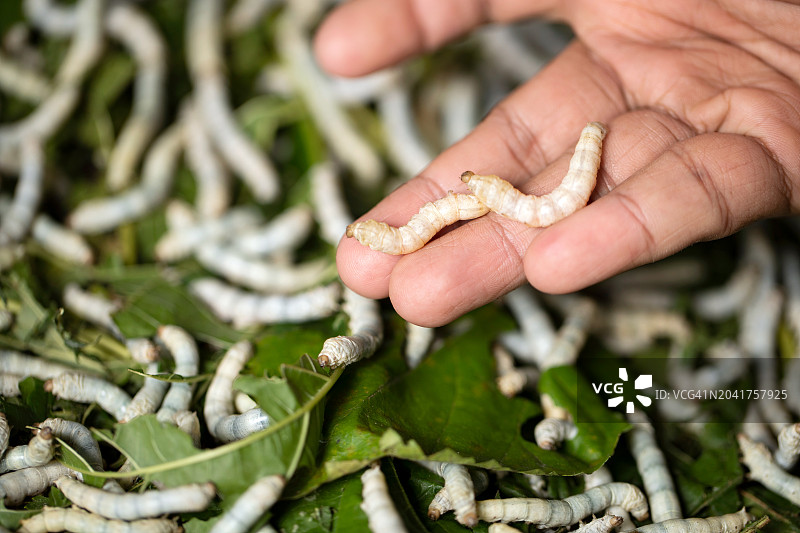 从叶到织：微距镜头下蚕在树叶上吐丝结茧的精妙过程图片素材