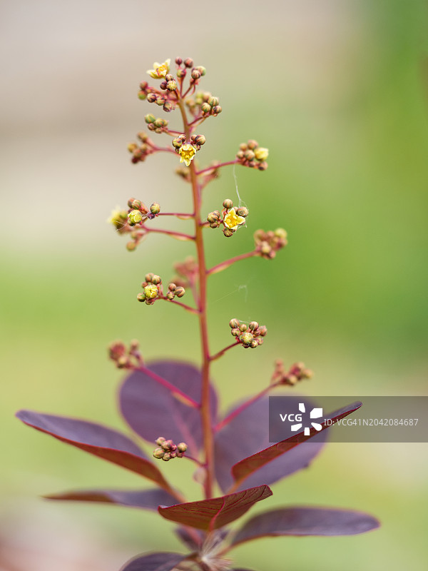 黄栌紫色枝条上的黄色小花特写：烟树或烟丛开花图片素材