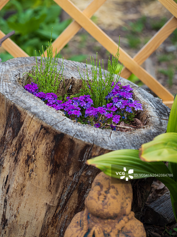 老树桩上的紫色花朵，装饰植物和花园装饰图片素材