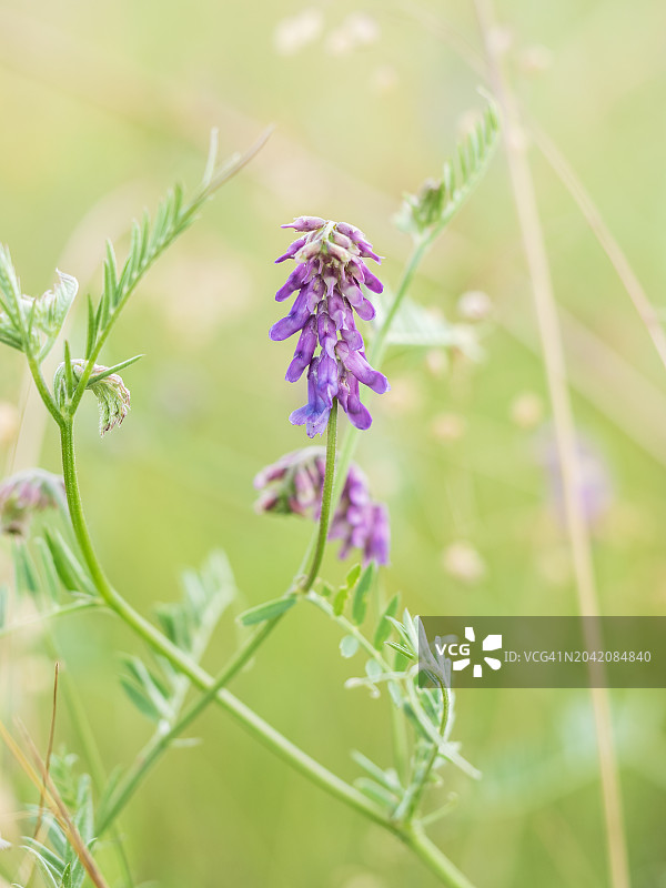 草甸上盛开的紫色野豌豆花图片素材