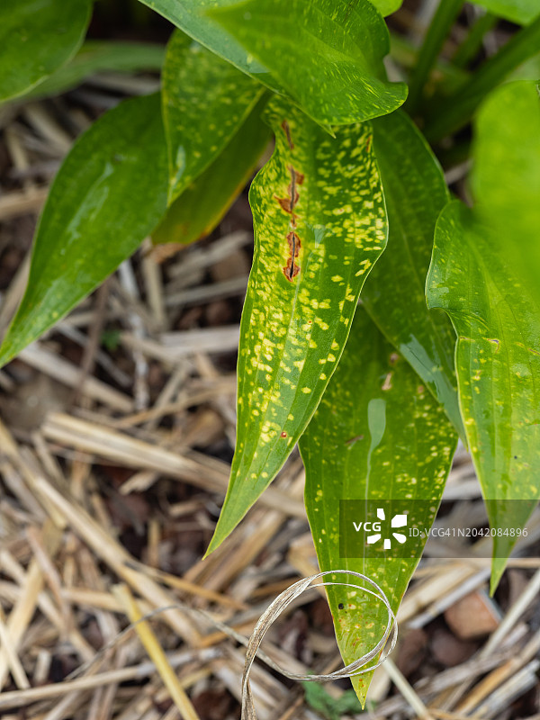 玉簪叶片上的黄色斑点玉簪疾病图片素材