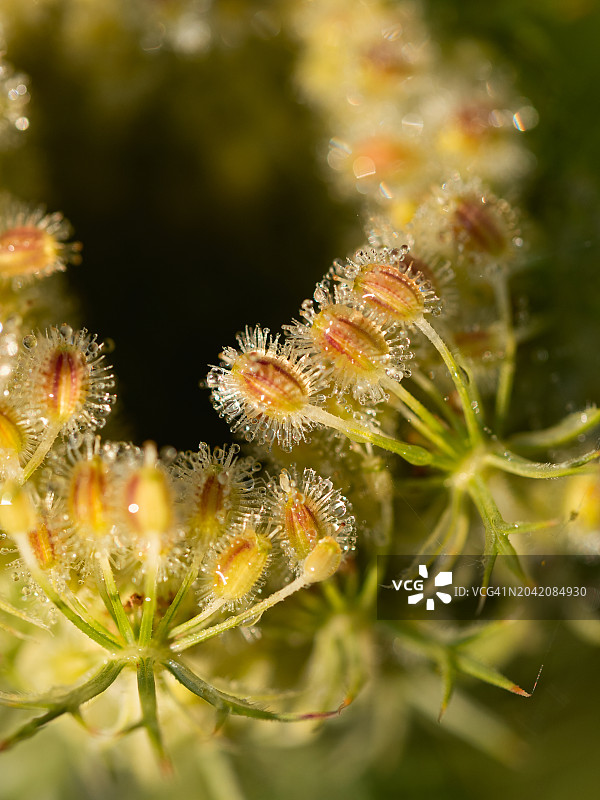 特写：伞形科植物的种子花序，例如野胡萝卜花图片素材