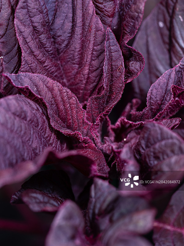 深红色草本植物叶子背景图片素材