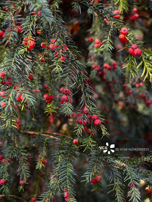红豆杉特写：绿针叶丛中点缀着红色浆果图片素材