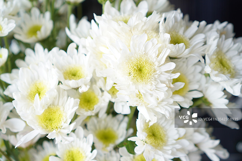 白色菊花图片素材