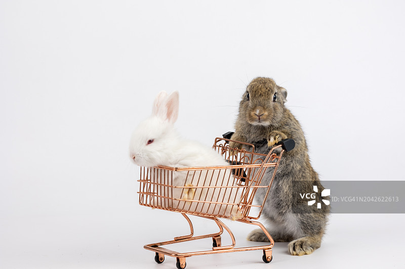 一对可爱的兔子推着购物车在白色背景上购物图片素材
