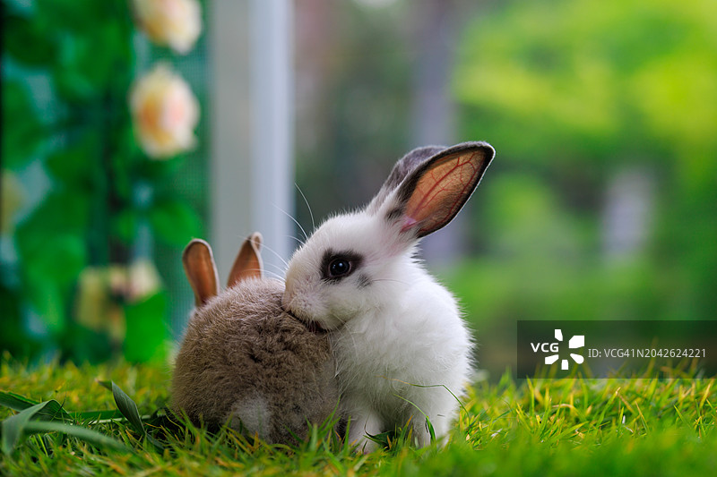 自然魅力：草地上的野兔野生摄影，郁郁葱葱的草地环绕着乡村的宁静与自然之美图片素材