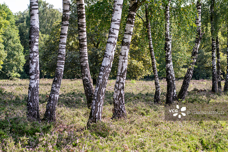 桦树家庭图片素材