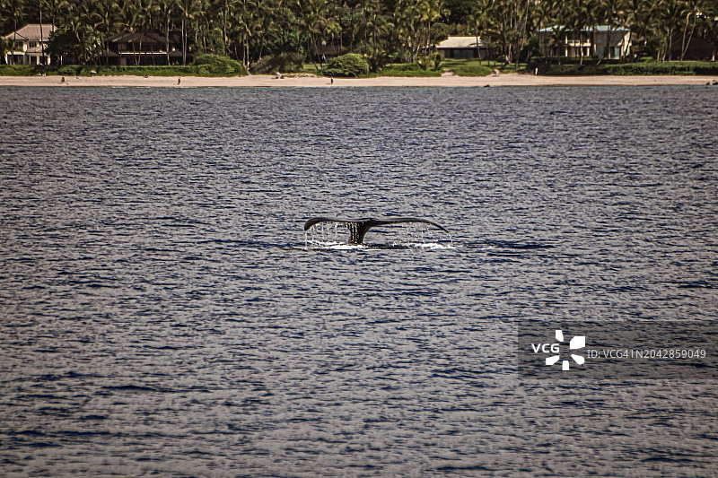 观鲸图片素材