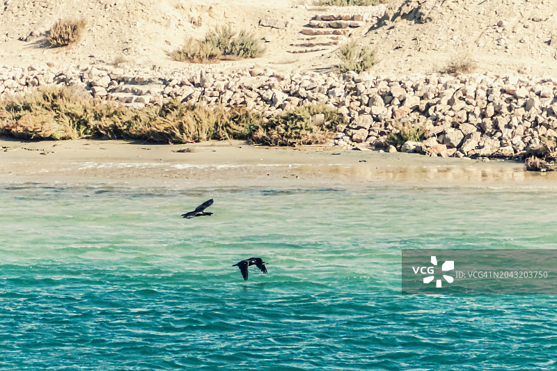 飞行中的鸬鹚图片素材