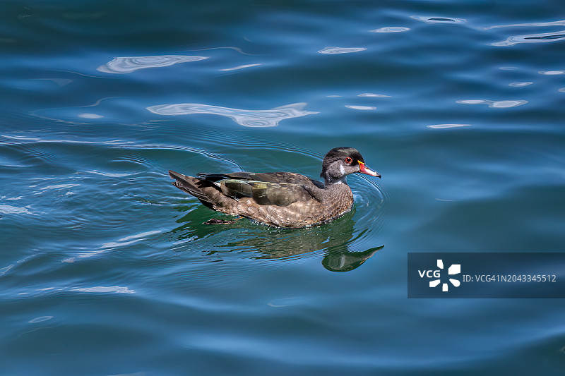 在曼哈顿中央公园水库中的雄性幼年林鸳鸯图片素材