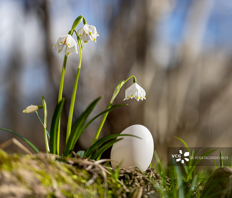 森林里的鸡蛋图片素材