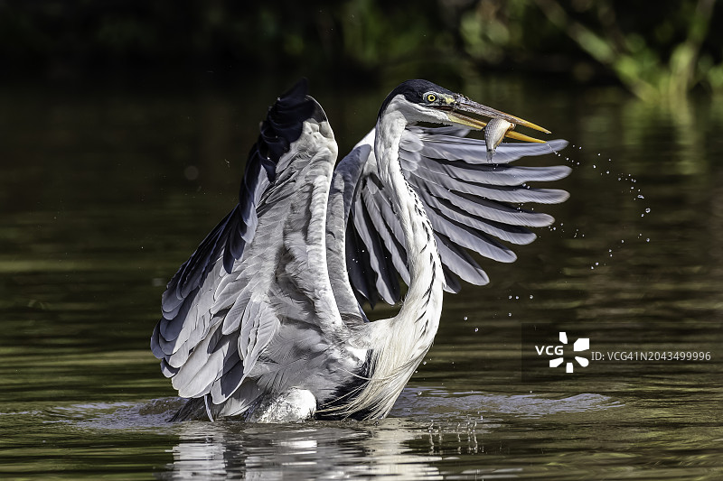 白颈鹭图片素材