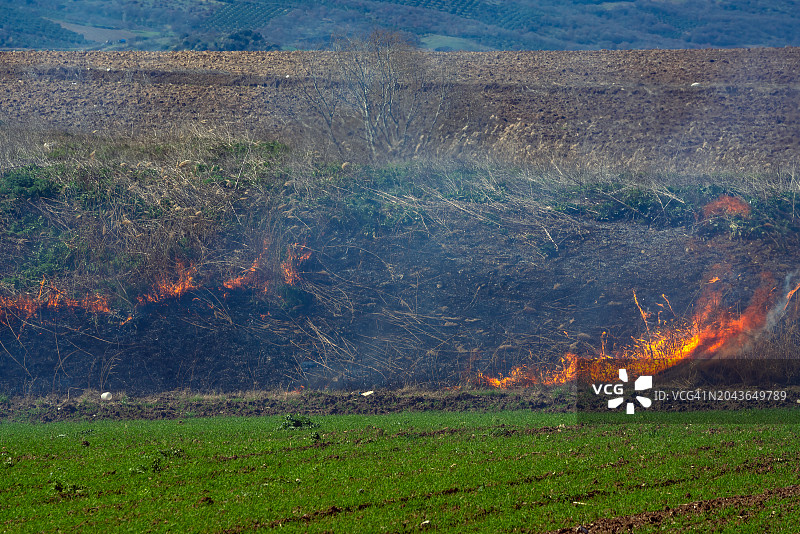 燃烧的灌木丛图片素材