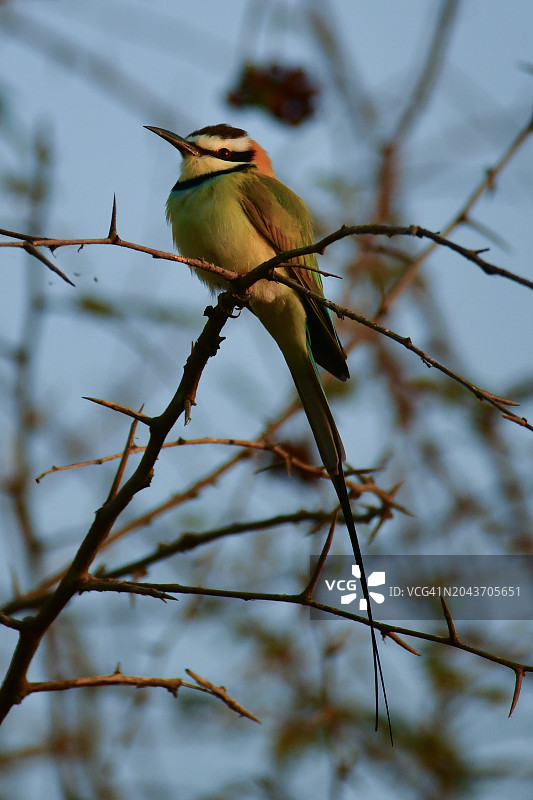 白喉蜂虎图片素材