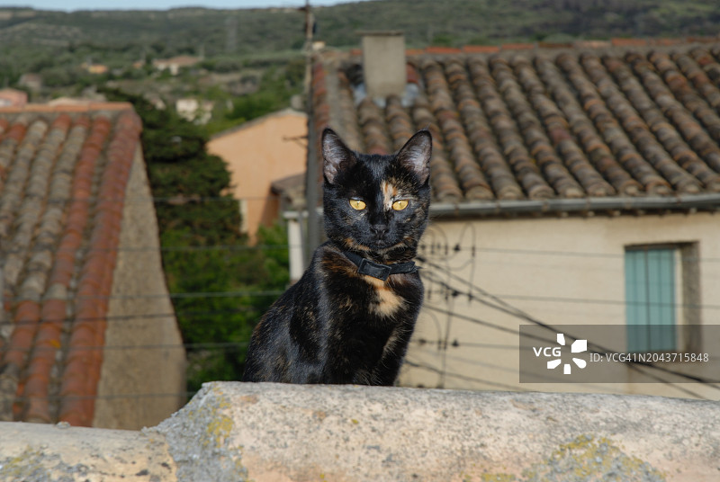 坐在屋顶上的黑棕色猫图片素材