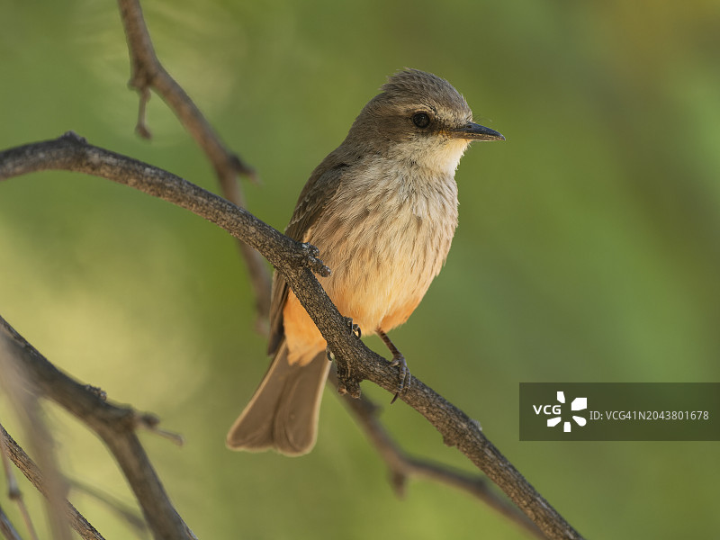 朱红霸鹟图片素材