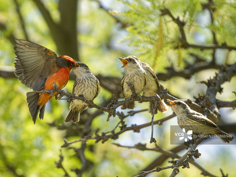 朱红霸鹟图片素材