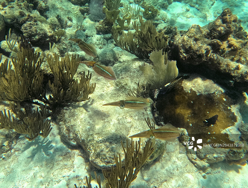 枪乌贼_1图片素材