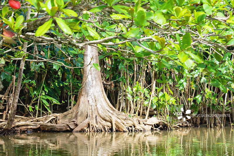 湿润雨林中独特的树根图片素材