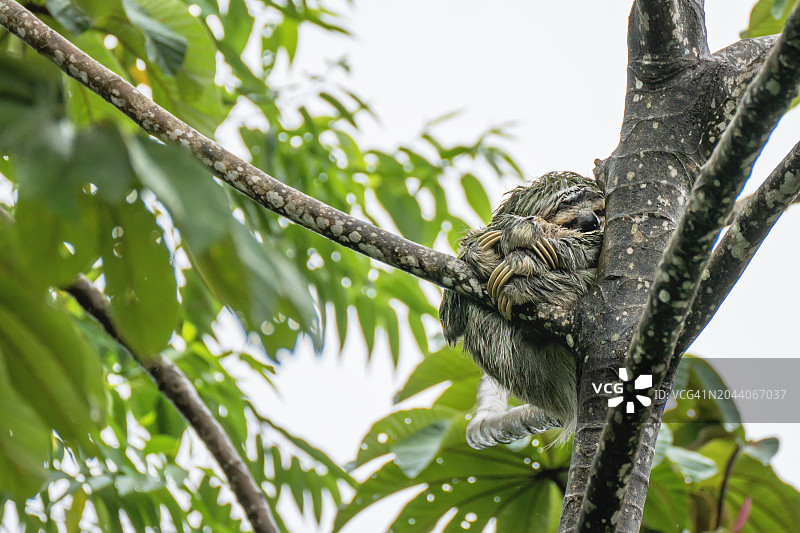 在雨林中睡着的三趾树懒图片素材