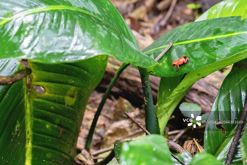 雨林植物上的可爱小红蛙：草莓箭毒蛙图片素材